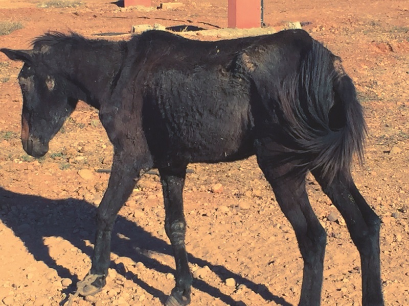 Jarjeer Mule and Donkey Sanctuary Marrakech, Morocco, rescue donkeys, equine rescue worldwide