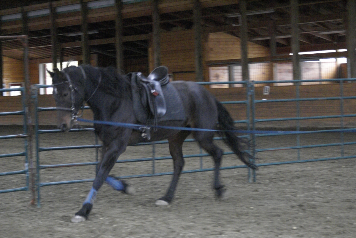 Will Clinging, solving horse behavioural issues, overcoming equine behaviour issues, equine psychology