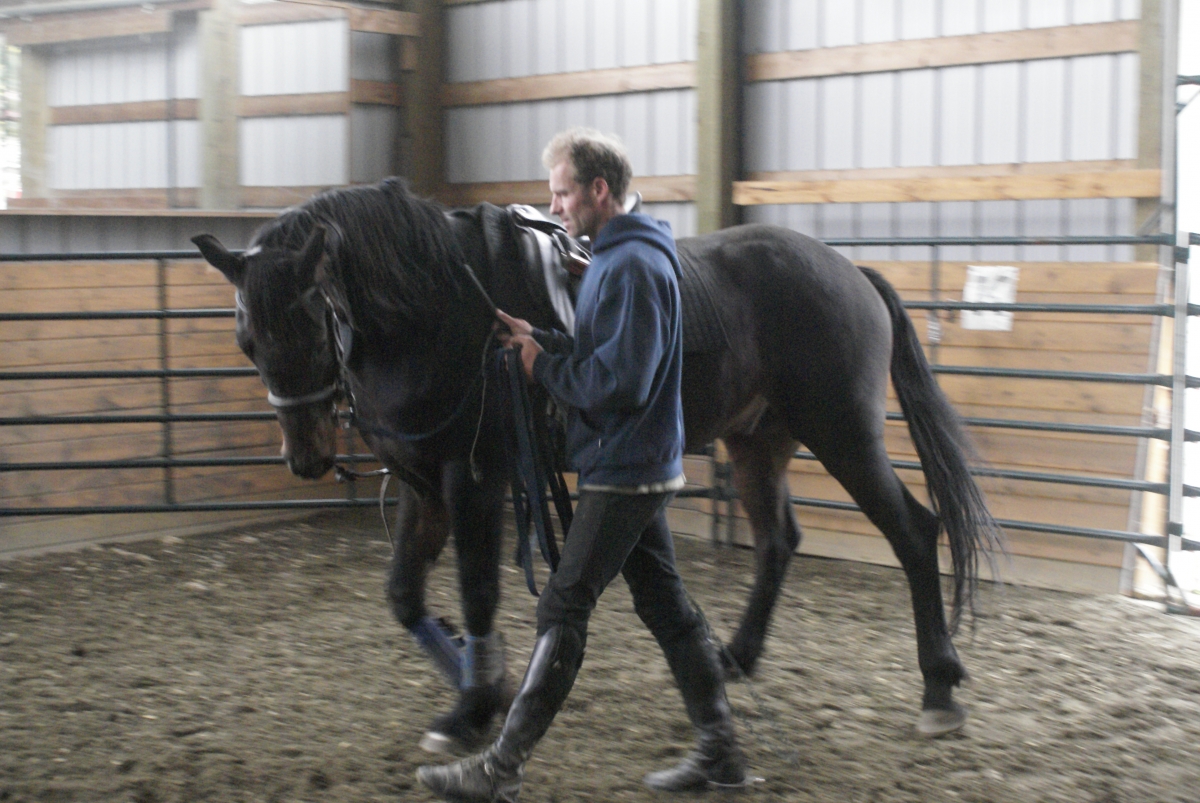 Will Clinging, solving horse behavioural issues, overcoming equine behaviour issues, equine psychology