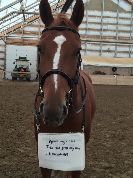 Horse Shaming, april clay, horse rider psychology, equine psychology, horse psychology