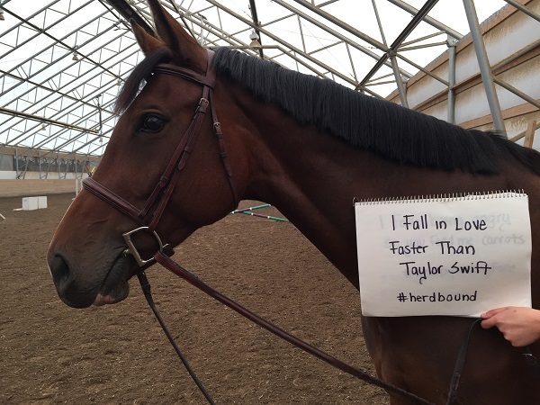 Horse Shaming, april clay, horse rider psychology, equine psychology, horse psychology