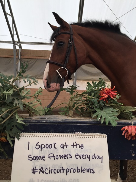 Horse Shaming, april clay, horse rider psychology, equine psychology, horse psychology