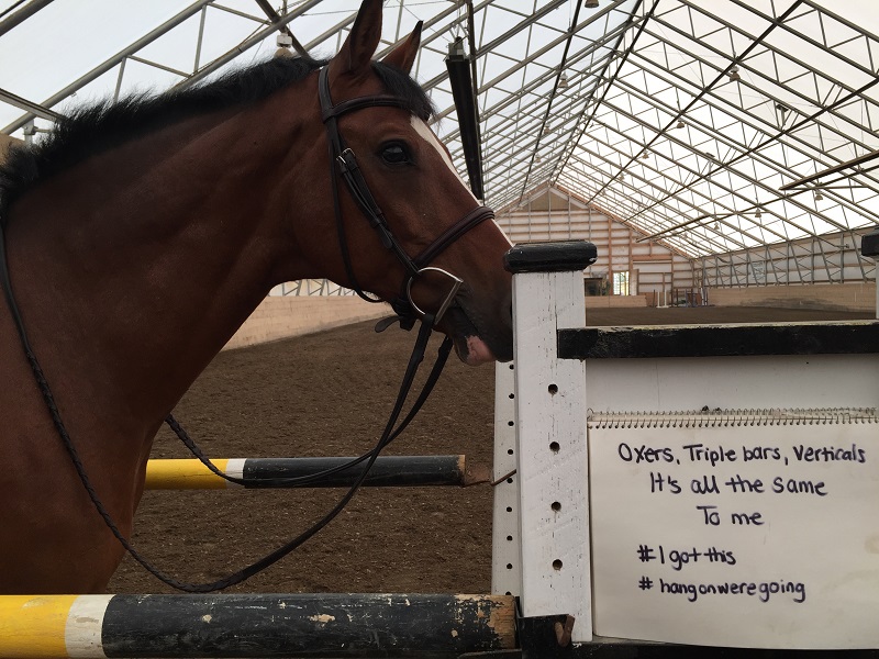 Horse Shaming, april clay, horse rider psychology, equine psychology, horse psychology