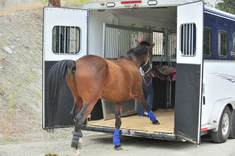 how to load a horse in a trailer, kevan garecki, my horse won't load, horse trailering, train a horse for trailer, de-spook horse, claustrophobic horse tranquilizers, horse sedation, equine sedation, acepromazine horse
