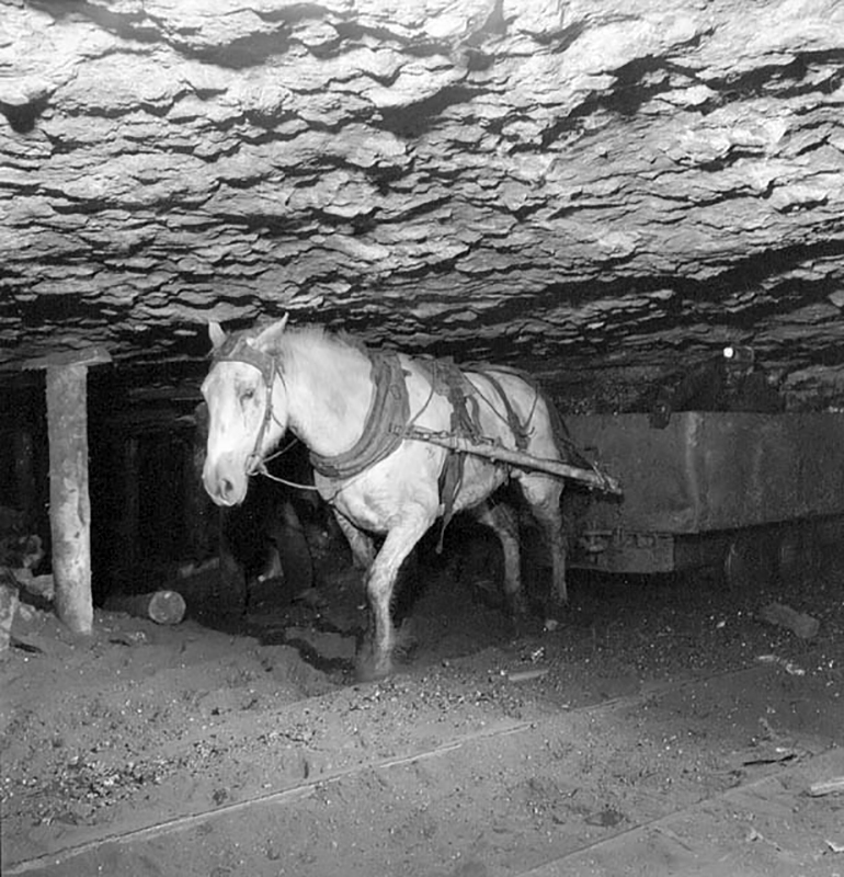 Pit Ponies, Pit Horses, pit pony history, miner Ceri Thompson, Canadian Coal Mining history, Sable Island, underground stables, Underground haulage, Coal Mining Canada Pit Ponies, Pit Horses, pit pony history, miner Ceri Thompson, Canadian Coal Mining history, Sable Island, underground stables, Underground haulage, Coal Mining Canada