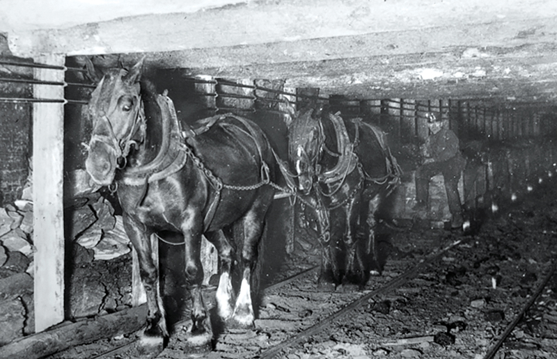 Pit Ponies, Pit Horses, pit pony history, miner Ceri Thompson, Canadian Coal Mining history, Sable Island, underground stables, Underground haulage, Coal Mining Canada Pit Ponies, Pit Horses, pit pony history, miner Ceri Thompson, Canadian Coal Mining history, Sable Island, underground stables, Underground haulage, Coal Mining Canada