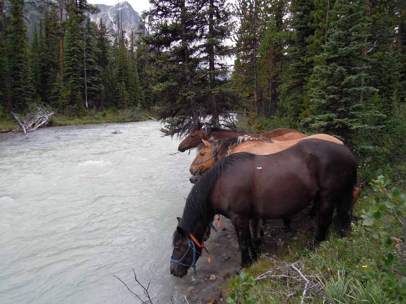 Traversing Canadian Rockies, Tania Millen, holidays on horseback, Alberta pack-trip, Azure Lake, Sulphur River, Jasper National Park, Summit pass, crossing Chown Creek Traversing Canadian Rockies, Tania Millen, holidays on horseback, Alberta pack-trip, Azure Lake, Sulphur River, Jasper National Park, Summit pass, crossing Chown Creek
