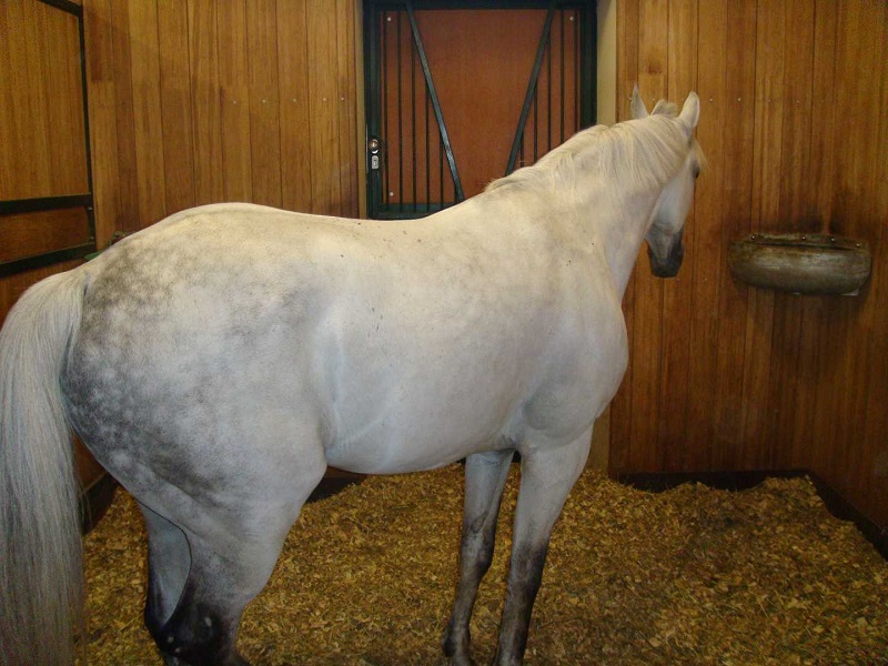 Horse Boarding Agreements, Karen Weslowski, horse boarding stress, written horse boarding agreement, horse boarding stable agreement, legally enforceable horse boarding agreement Horse Boarding Agreements, Karen Weslowski, horse boarding stress, written horse boarding agreement, horse boarding stable agreement, legally enforceable horse boarding agreement