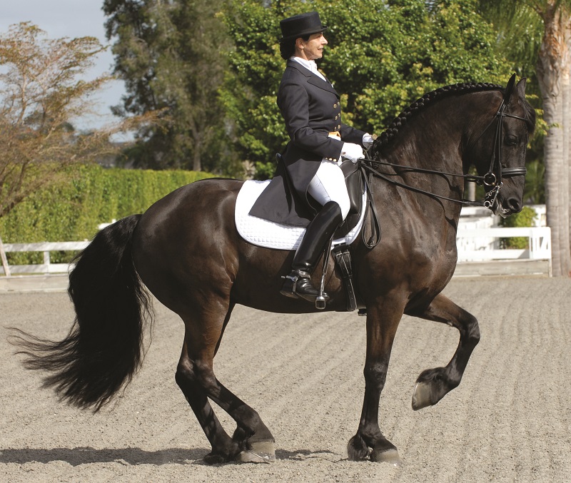 jochen schleese saddle fitting, difference between western saddle versus english saddle, saddle fitting western, saddle fitting english