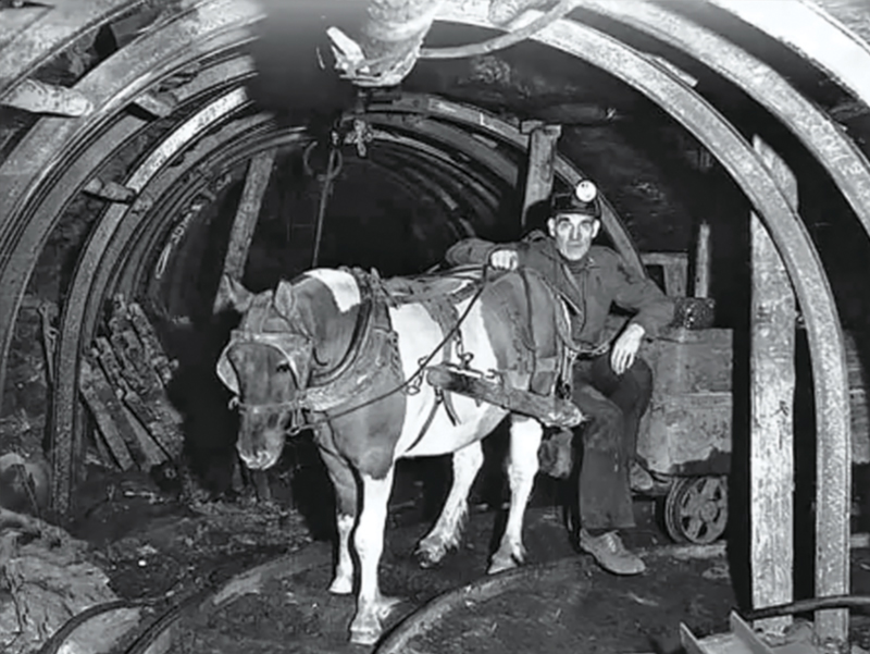Pit Ponies, Pit Horses, pit pony history, miner Ceri Thompson, Canadian Coal Mining history, Sable Island, underground stables, Underground haulage, Coal Mining Canada Pit Ponies, Pit Horses, pit pony history, miner Ceri Thompson, Canadian Coal Mining history, Sable Island, underground stables, Underground haulage, Coal Mining Canada