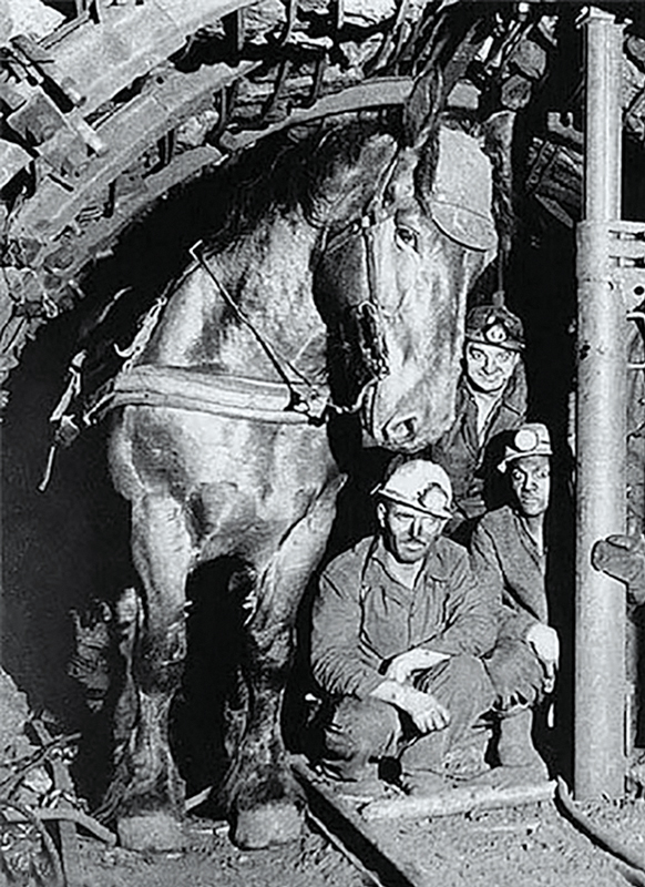 Pit Ponies, Pit Horses, pit pony history, miner Ceri Thompson, Canadian Coal Mining history, Sable Island, underground stables, Underground haulage, Coal Mining Canada Pit Ponies, Pit Horses, pit pony history, miner Ceri Thompson, Canadian Coal Mining history, Sable Island, underground stables, Underground haulage, Coal Mining Canada