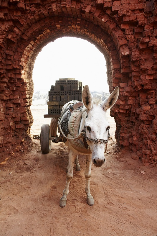 brooke usa, donkey sanctuary, spana, world horse welfare, brooke international, donkeys third world countries equine horses third world contries, horse welfare, equine welfare