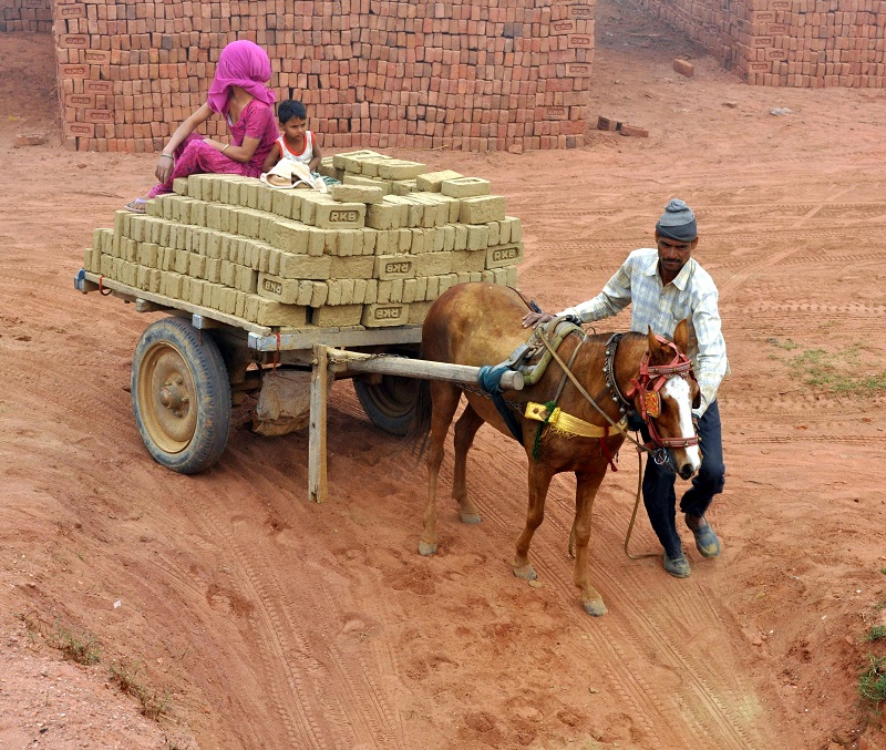 brooke usa, donkey sanctuary, spana, world horse welfare, brooke international, donkeys third world countries equine horses third world contries, horse welfare, equine welfare