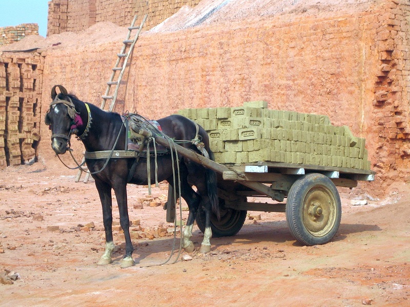 brooke usa, donkey sanctuary, spana, world horse welfare, brooke international, donkeys third world countries equine horses third world contries, horse welfare, equine welfare