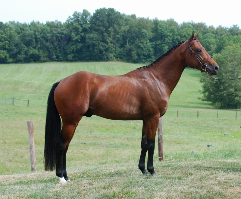 Phedras de Blondel, how to secure horse farm, horse theft, horse slaughter, horse thief, Grand Prix rider Deborah Stephens, 12-year-old CSI**** level show jumper Phedras de Blondel, Harold Metcalfe, Debi Metcalfe, protect your horse, horse meat