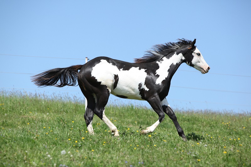 Horse Boarding Agreements, Karen Weslowski, horse boarding stress, written horse boarding agreement, horse boarding stable agreement, legally enforceable horse boarding agreement Horse Boarding Agreements, Karen Weslowski, horse boarding stress, written horse boarding agreement, horse boarding stable agreement, legally enforceable horse boarding agreement