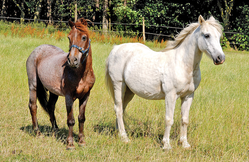 Pit Ponies, Pit Horses, pit pony history, miner Ceri Thompson, Canadian Coal Mining history, Sable Island, underground stables, Underground haulage, Coal Mining Canada Pit Ponies, Pit Horses, pit pony history, miner Ceri Thompson, Canadian Coal Mining history, Sable Island, underground stables, Underground haulage, Coal Mining Canada