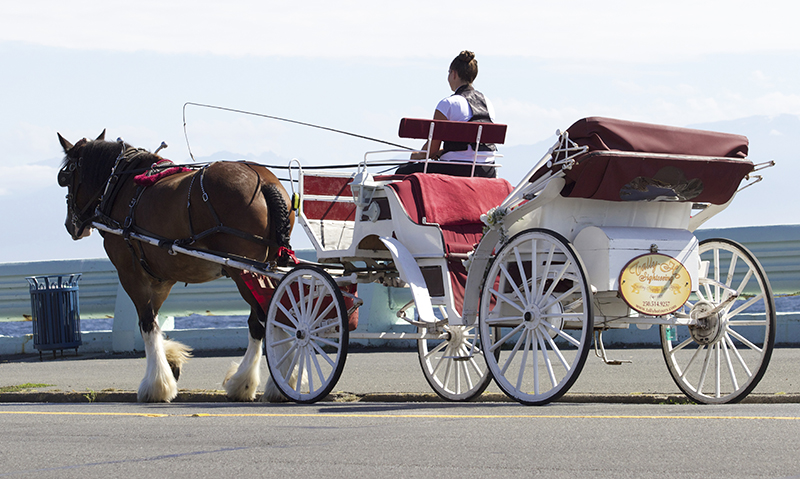 Carriage Horses, Tally-Ho Carriage Tours, Anton Henderson, Robert Carriages Inc., Donna Friedlander, horse jobs, equine jobs Carriage Horses, Tally-Ho Carriage Tours, Anton Henderson, Robert Carriages Inc., Donna Friedlander, horse jobs, equine jobs