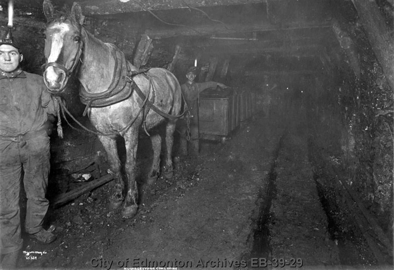 Pit Ponies, Pit Horses, pit pony history, miner Ceri Thompson, Canadian Coal Mining history, Sable Island, underground stables, Underground haulage, Coal Mining Canada Pit Ponies, Pit Horses, pit pony history, miner Ceri Thompson, Canadian Coal Mining history, Sable Island, underground stables, Underground haulage, Coal Mining Canada