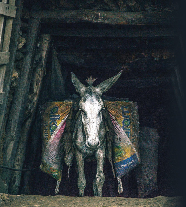 Pit Ponies, Pit Horses, pit pony history, miner Ceri Thompson, Canadian Coal Mining history, Sable Island, underground stables, Underground haulage, Coal Mining Canada Pit Ponies, Pit Horses, pit pony history, miner Ceri Thompson, Canadian Coal Mining history, Sable Island, underground stables, Underground haulage, Coal Mining Canada