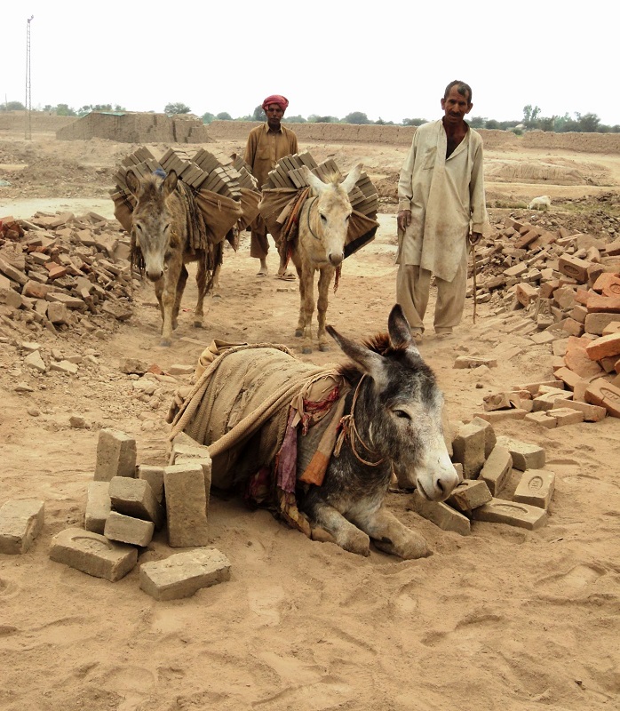 brooke usa, donkey sanctuary, spana, world horse welfare, brooke international, donkeys third world countries equine horses third world contries, horse welfare, equine welfare