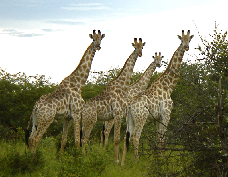 Oriane Lee Johnston, Vilanculos Mozambique africa, holidays on horseback, horse riding africa, horse riding abroad, swimming horseback, Varden Safaris horseback, Mavuradonha Wilderness, african horseback