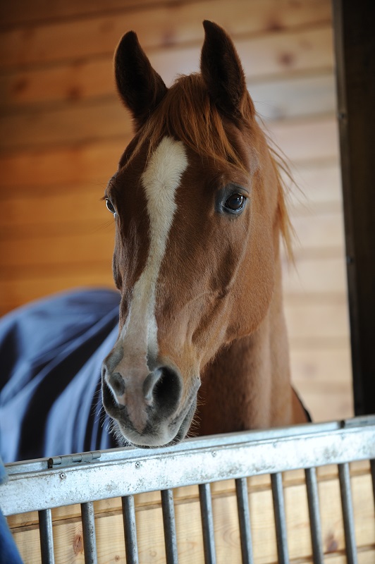 Horse owner's vacation checklist, horse care, equine care, horse worries, keep horses safe while you vacation Horse owner's vacation checklist, horse care, equine care, horse worries, keep horses safe while you vacation