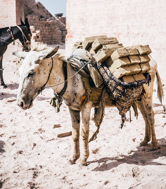 brooke usa, donkey sanctuary, spana, world horse welfare, brooke international, donkeys third world countries equine horses third world contries, horse welfare, equine welfare
