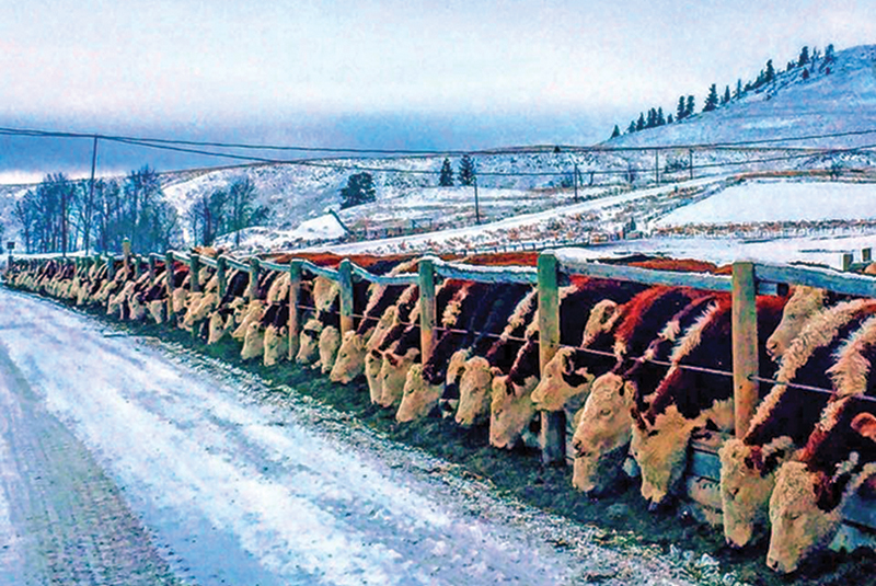 Canadian Ranching Heritage, Margaret Evans, cattle ranching, Cariboo gold rush 1858, Alkali Lake Ranch, Eddie Bambrick, Douglas Lake Ranch, Gang Ranch, Lord Aberdeen, Bar U Ranch, John Ware, Captain Charles Augustus Lyndon