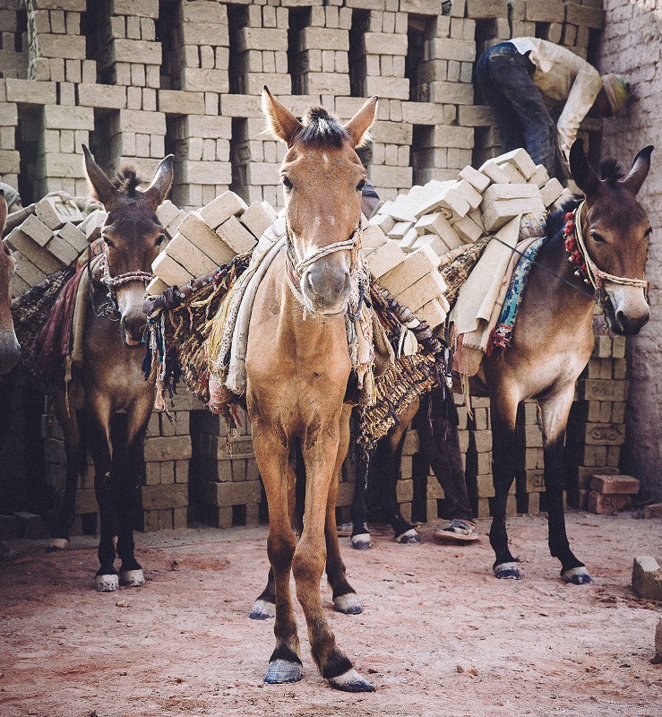 brooke usa, donkey sanctuary, spana, world horse welfare, brooke international, donkeys third world countries equine horses third world contries, horse welfare, equine welfare