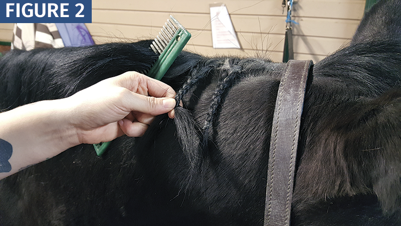 How to Train a horse's Mane, train the equine mane, horse grooming, shorten a horse's mane
