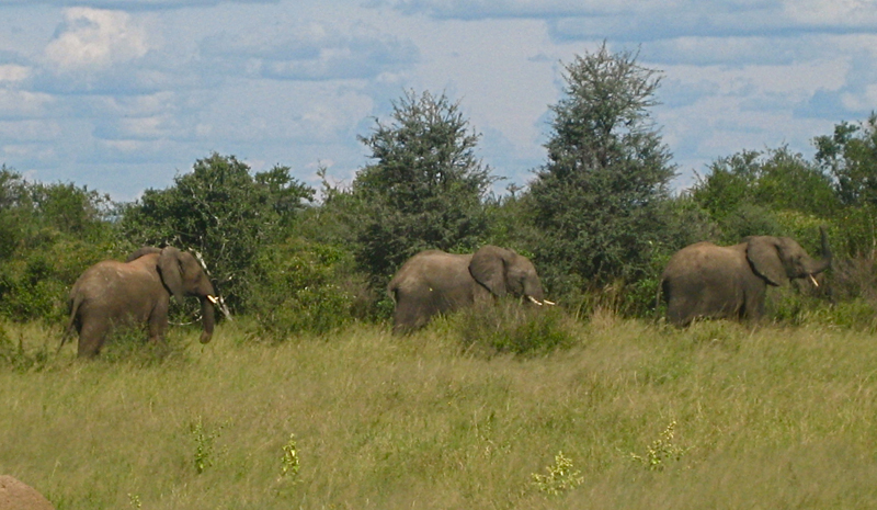 Oriane Lee Johnston, Vilanculos Mozambique africa, holidays on horseback, horse riding africa, horse riding abroad, swimming horseback, Varden Safaris horseback, Mavuradonha Wilderness, african horseback