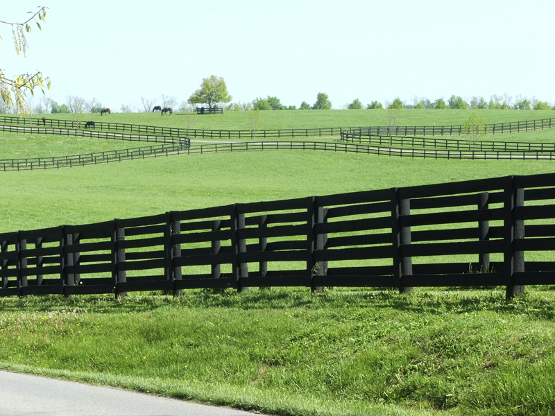 Phedras de Blondel, how to secure horse farm, horse theft, horse slaughter, horse thief, Grand Prix rider Deborah Stephens, 12-year-old CSI**** level show jumper Phedras de Blondel, Harold Metcalfe, Debi Metcalfe, protect your horse, horse meat