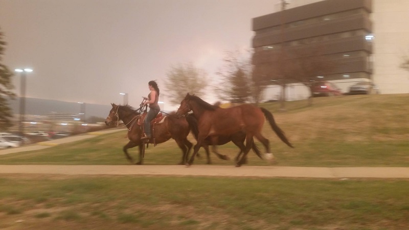 wildfire prepared, flood prepared, earthquake prepared, Fort McMurray fire, emergency evacuation, natural disasters, emergency preparedness plan, returning home after natural disaster, horse ID, horse safety
