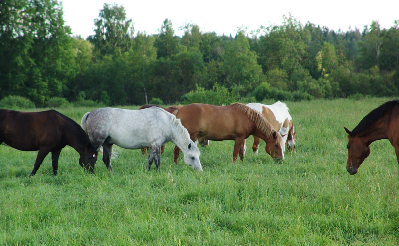 horse behaviour, equine behaviour, horse psychology, equine psychology, Lindsay Grice, how horses learn, horse's brain, horses social animals, horses safe herd, horse survival, equine neocortex, understanding horses, how horses perceive world, fright-flight response