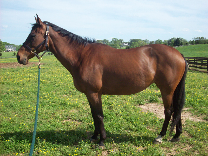 horse Barn Safety Tips, smoking in barn, horse barn safety hazards, horse barn emergency plan, horse barn motion-detecting lights, Horse Barn smoke detectors