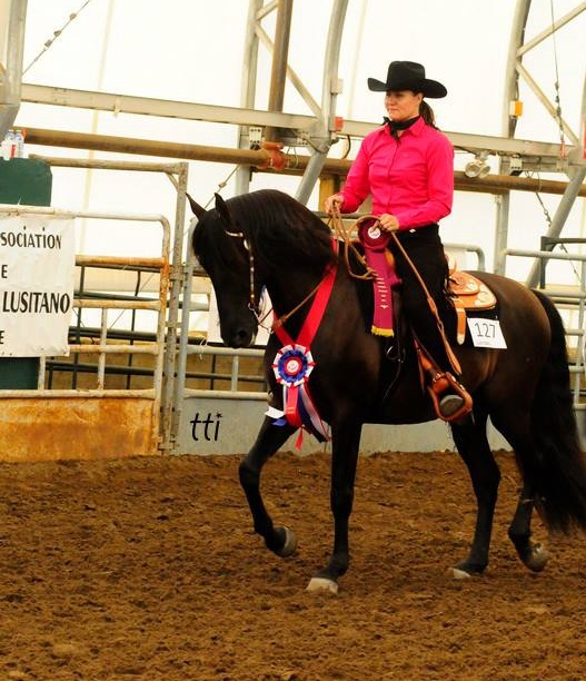 14th annual Canadian National Andalusian and Lusitano Show and Fiesta, PAALH, halter flat purebred part-bred Andalusians Lusitanos, Fiesta of the Royal Horse