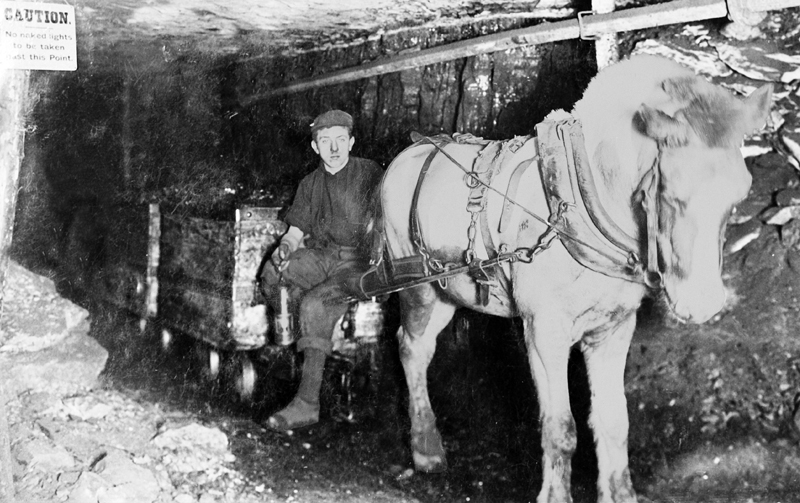 Pit Ponies, Pit Horses, pit pony history, miner Ceri Thompson, Canadian Coal Mining history, Sable Island, underground stables, Underground haulage, Coal Mining Canada Pit Ponies, Pit Horses, pit pony history, miner Ceri Thompson, Canadian Coal Mining history, Sable Island, underground stables, Underground haulage, Coal Mining Canada
