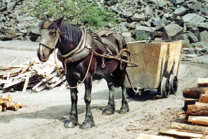 Pit Ponies, Pit Horses, pit pony history, miner Ceri Thompson, Canadian Coal Mining history, Sable Island, underground stables, Underground haulage, Coal Mining Canada Pit Ponies, Pit Horses, pit pony history, miner Ceri Thompson, Canadian Coal Mining history, Sable Island, underground stables, Underground haulage, Coal Mining Canada