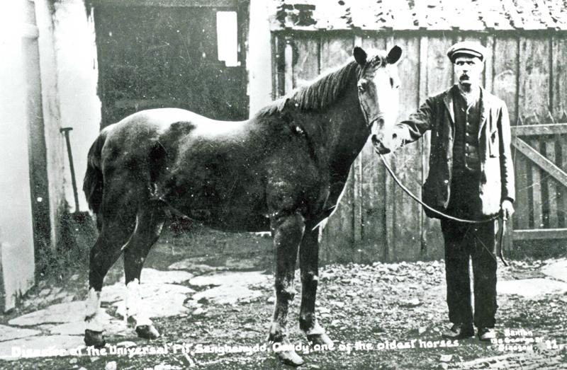 Pit Ponies, Pit Horses, pit pony history, miner Ceri Thompson, Canadian Coal Mining history, Sable Island, underground stables, Underground haulage, Coal Mining Canada Pit Ponies, Pit Horses, pit pony history, miner Ceri Thompson, Canadian Coal Mining history, Sable Island, underground stables, Underground haulage, Coal Mining Canada