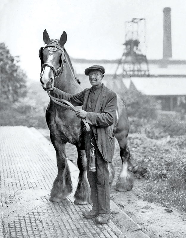 Pit Ponies, Pit Horses, pit pony history, miner Ceri Thompson, Canadian Coal Mining history, Sable Island, underground stables, Underground haulage, Coal Mining Canada Pit Ponies, Pit Horses, pit pony history, miner Ceri Thompson, Canadian Coal Mining history, Sable Island, underground stables, Underground haulage, Coal Mining Canada