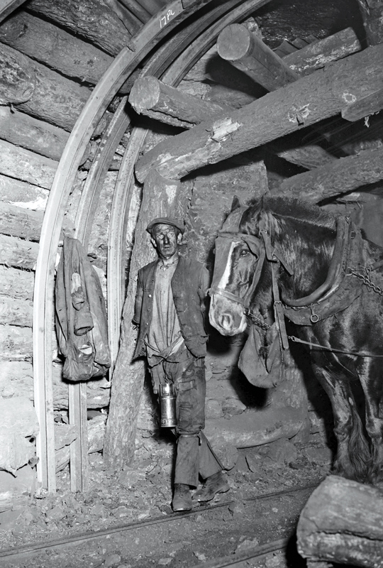 Pit Ponies, Pit Horses, pit pony history, miner Ceri Thompson, Canadian Coal Mining history, Sable Island, underground stables, Underground haulage, Coal Mining Canada Pit Ponies, Pit Horses, pit pony history, miner Ceri Thompson, Canadian Coal Mining history, Sable Island, underground stables, Underground haulage, Coal Mining Canada