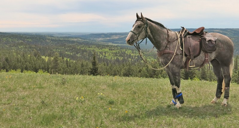 Grasslands National Park, horse trail, trail riding, saskatchewan trail riding, prairie trail riding, horse camping