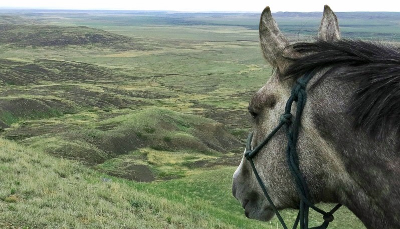 Grasslands National Park, horse trail, trail riding, saskatchewan trail riding, prairie trail riding, horse camping