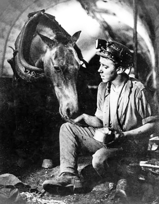 Pit Ponies, Pit Horses, pit pony history, miner Ceri Thompson, Canadian Coal Mining history, Sable Island, underground stables, Underground haulage, Coal Mining Canada Pit Ponies, Pit Horses, pit pony history, miner Ceri Thompson, Canadian Coal Mining history, Sable Island, underground stables, Underground haulage, Coal Mining Canada