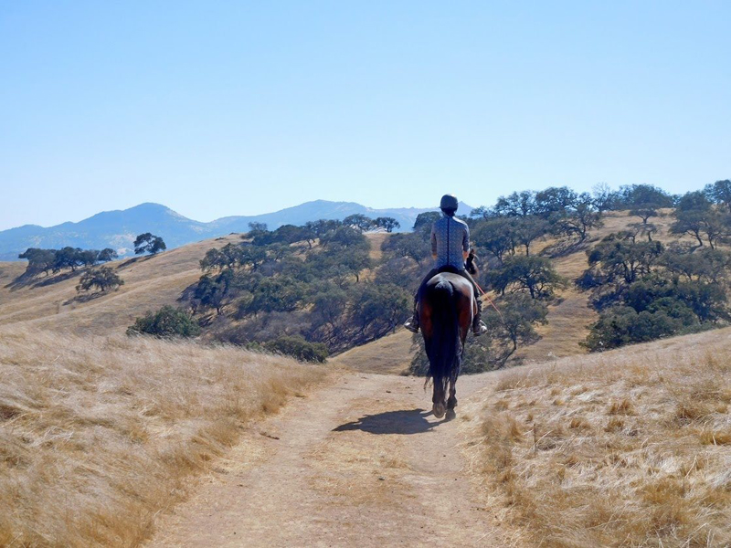 Jec A. Ballou, Giddy’up, Bon Voyage equine travel, travelling overseas with horse, equine travel, horse riding overseas, Jec Ballou horse trainer, jec aristotle ballou, western dressage, jec ballou, dressage exercises for horse and rider, jec ballou equine fitness beyond horse massage Jec A. Ballou, Giddy’up, Bon Voyage equine travel, travelling overseas with horse, equine travel, horse riding overseas, Jec Ballou horse trainer, jec aristotle ballou, western dressage, jec ballou, dressage exercises for horse and rider, jec ballou equine fitness beyond horse massage