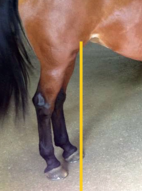 horse shoeing, equine shoeing, horse trimming, hoof trimming, horse stifles, hanz wiza, hoof problems