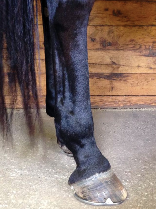 horse shoeing, equine shoeing, horse trimming, hoof trimming, horse stifles, hanz wiza, hoof problems