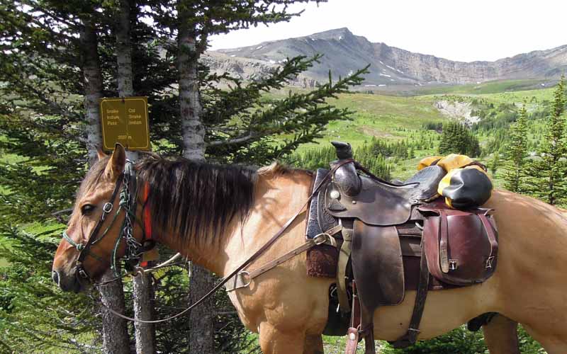 Traversing Canadian Rockies, Tania Millen, holidays on horseback, Alberta pack-trip, Azure Lake, Sulphur River, Jasper National Park, Summit pass, crossing Chown Creek Traversing Canadian Rockies, Tania Millen, holidays on horseback, Alberta pack-trip, Azure Lake, Sulphur River, Jasper National Park, Summit pass, crossing Chown Creek