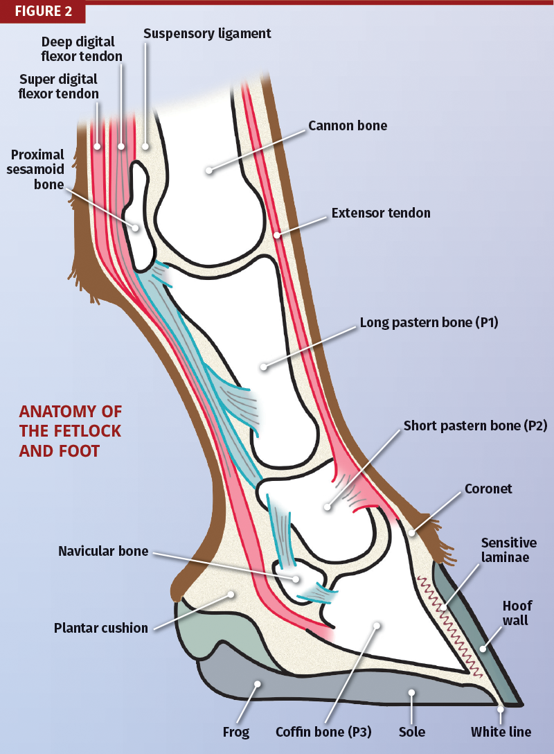 Farrier, Farriey, Ben Yager, American Farrier’s Association, equine trimming techniques, hoof-pastern alignment, farrier apprenticeship Farrier, Farriey, Ben Yager, American Farrier’s Association, equine trimming techniques, hoof-pastern alignment, farrier apprenticeship